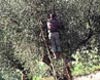 Cartoceto, raccolta delle olive